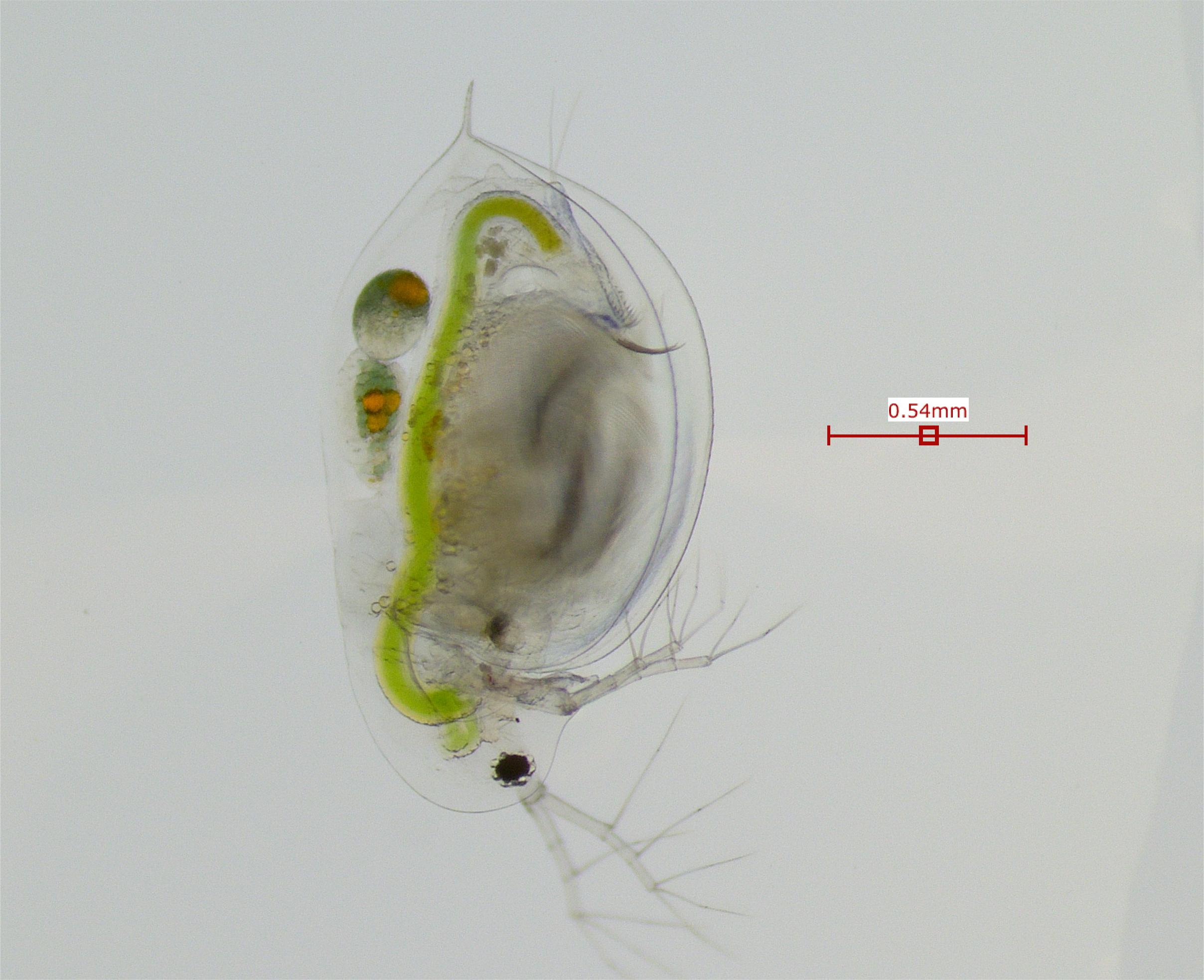 Daphnia dentifera